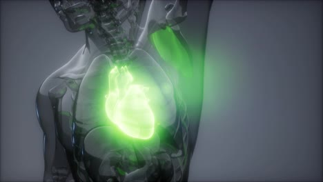 Radiologieuntersuchung-Des-Menschlichen-Herzens